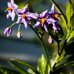 Potato Vine - Solanum spp
