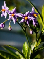 Potato Vine - Solanum spp
