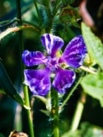 Wild Mallow