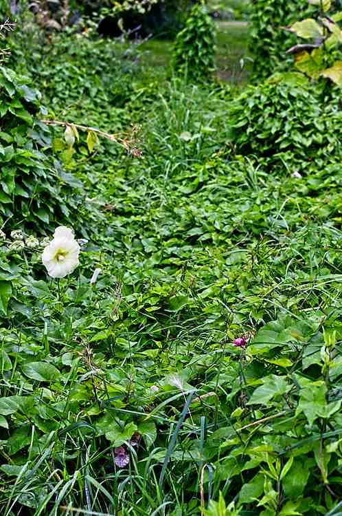 Path of Morning Glory