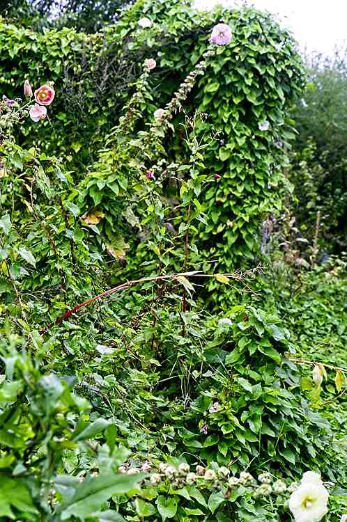 Hops under morning glory / bindweed