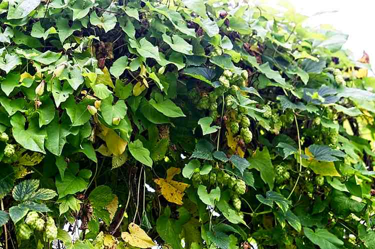 Hops under Morning Glory / Bindweed