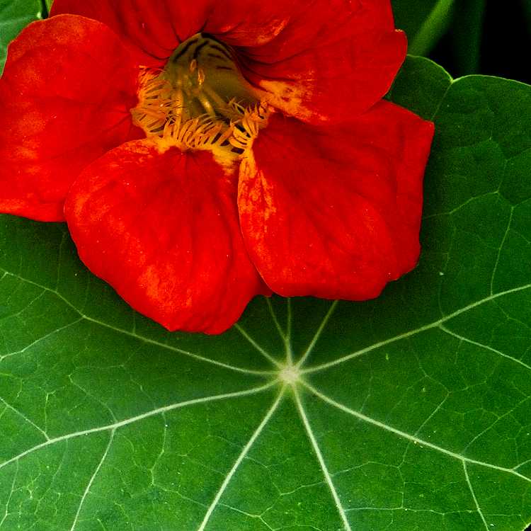 Nasturtium Flower - Radial Leaf