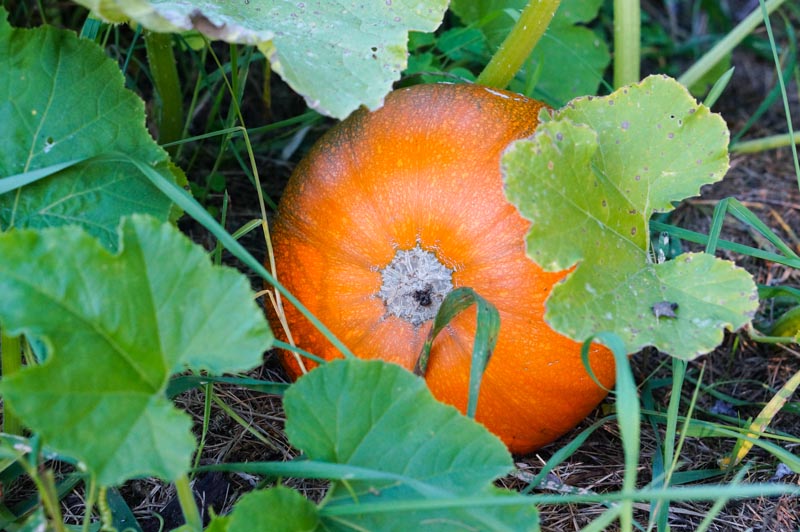 October pumpkin at Barbolian Fields