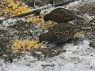 2 fat quail in snow