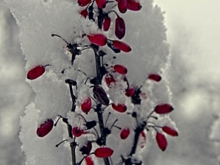 Berberis berries in snow