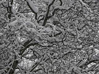 Corkscrew Willow in Snow