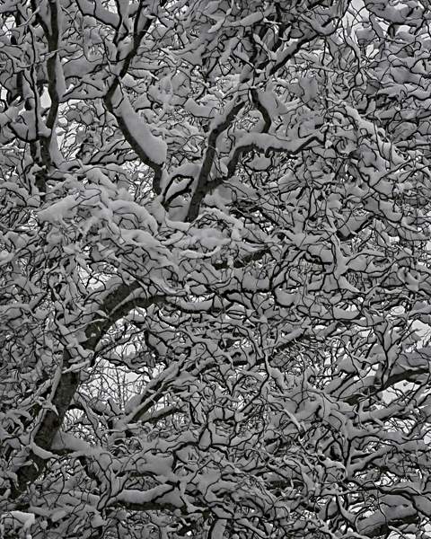 Corkscrew Willow in Snow
