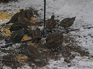 Fat, hungry quail