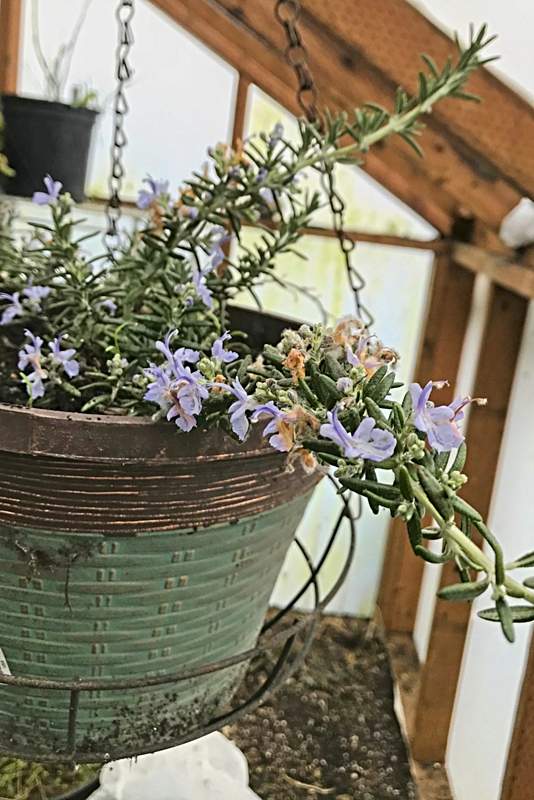 Rosemary blooming in January