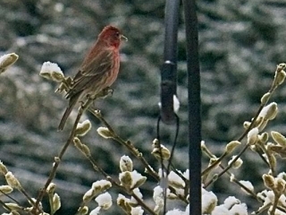 Rosy finch near feeder