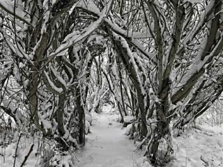 Willow Room snow path