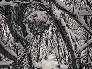 Willow ball in winter snow