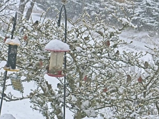 Shrub full of finches in a snowstorm