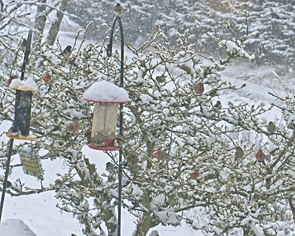 Shrub full of finches in a snowstorm