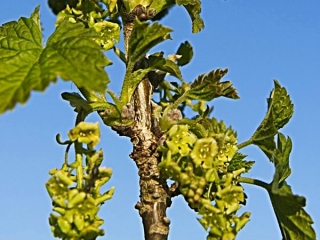 Cascade Red Currant Flowers