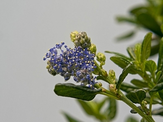 Ceanothus blossoms