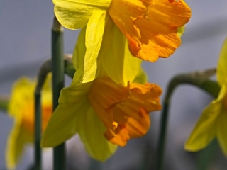 Daffodils are definitely signs of spring!