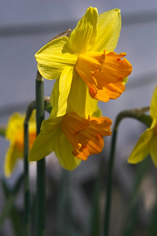 Daffodils are definitely signs of spring!