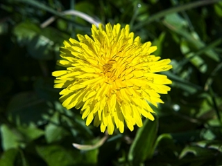 Dandelion yellow