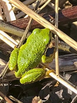 Little green frogs: sure signs of spring