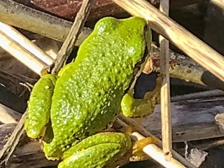Little green frogs: sure signs of spring