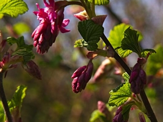 Red Flowering Currant: magnet for bees and hummingbirds!