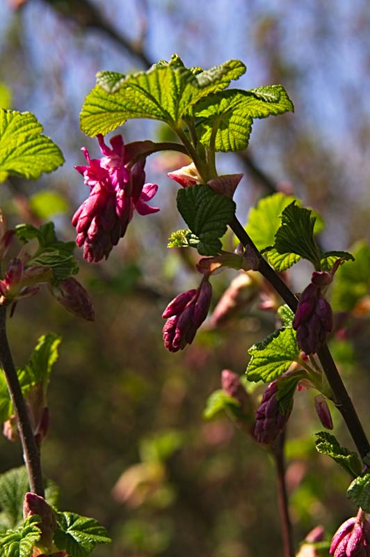 Red Flowering Currant: magnet for bees and hummingbirds!