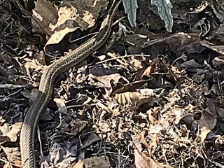 Slithering Garter Snake