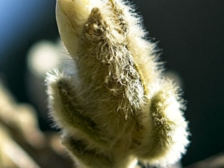 Star Magnolia Catkins - sure signs of spring