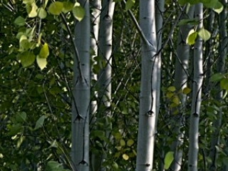 Aspens