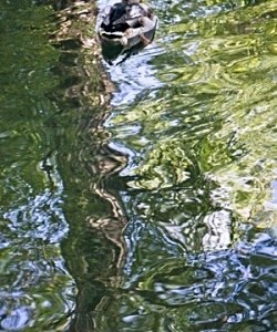 Duck and Pond reflections