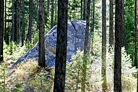 Large Rocks in Forest_MT