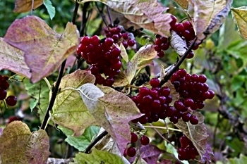 American Highbush Cranberry
