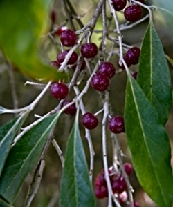 Autumn Olive Berries