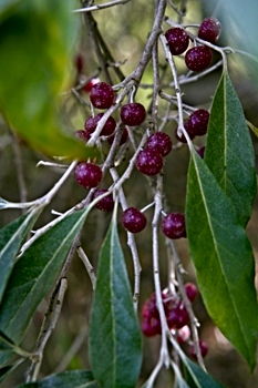 Autumn Olive Berries