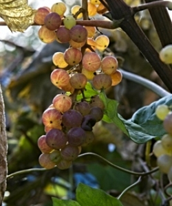 Grapes backlit by the sun