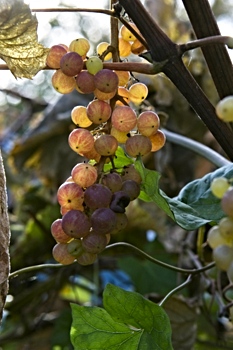 Grapes backlit by the sun
