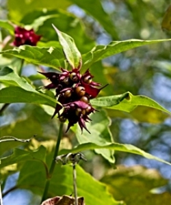 Himalayan Honeysuckle, aka Flowering Nutmeg