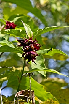 Himalayan Honeysuckle, aka Flowering Nutmeg