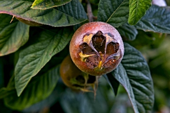 Medlar fruit