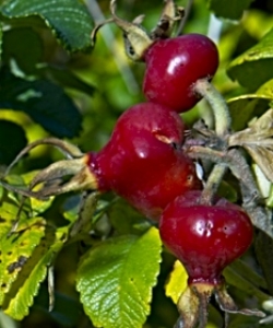Rosehips