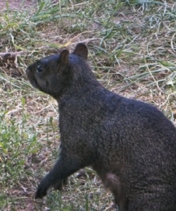 Curious Squirrel