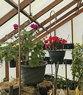 Hanging-geraniums-add-color Hanging geraniums add color