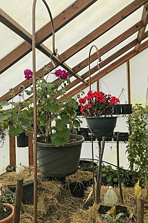 Hanging geraniums add color