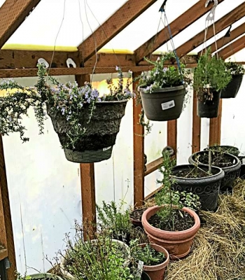Hanging pots and mulch Hanging pots and mulch on beds