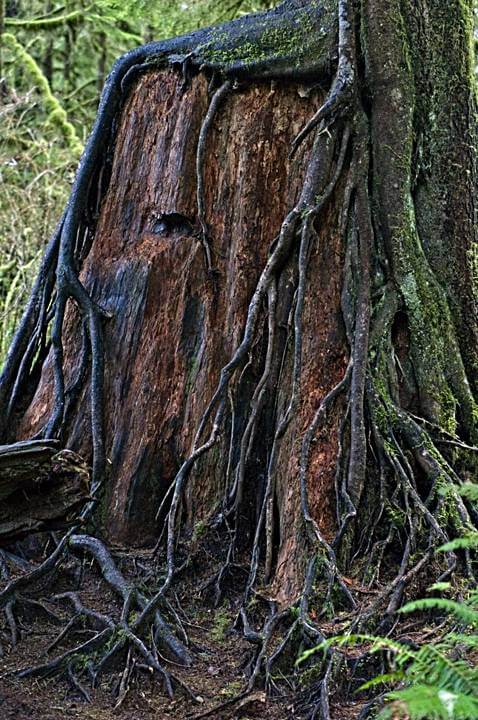 Nurse tree and roots, Quinault Rainforest