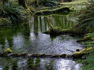Quinault Rainforest