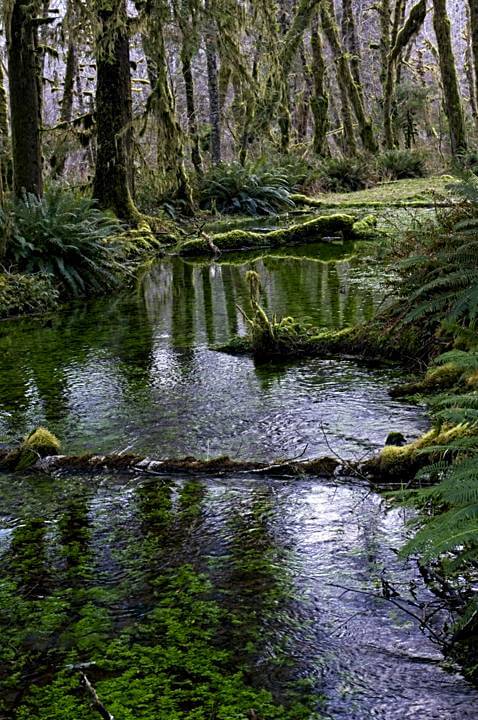 Mossy green waterways in the Quinault Rainforest