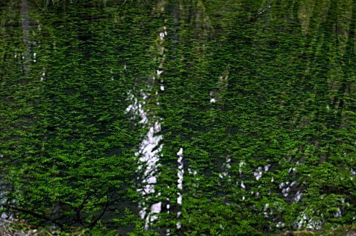Green underwater plants and tree reflections; Quinault Rainforest